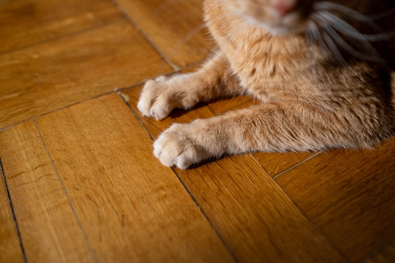 Lantai Kayu Murah Untuk Usaha Cat Cafe yang Gemesin!